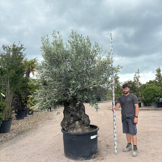 Gnarled Olive Tree 300-350cm height in Pot G7 - Buy Plants Online at Web Garden Centre