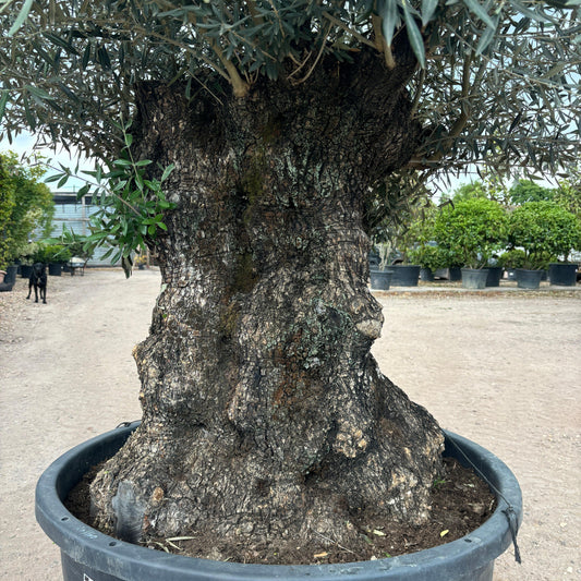 Gnarled Olive Tree 300-350cm height in Pot G8 - Buy Plants Online at Web Garden Centre
