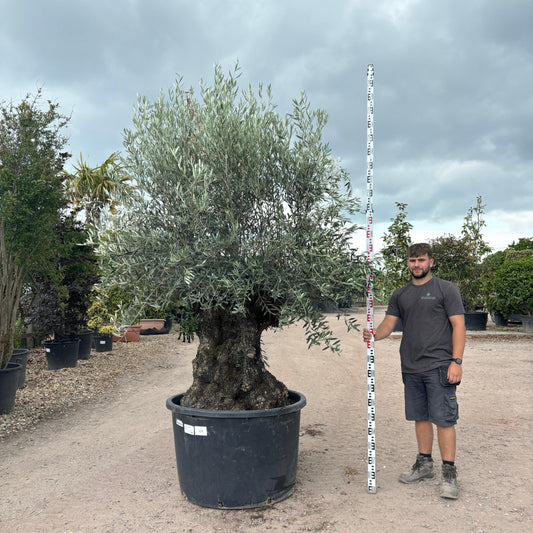 Gnarled Olive Tree 300-350cm height in Pot G8 - Buy Plants Online at Web Garden Centre