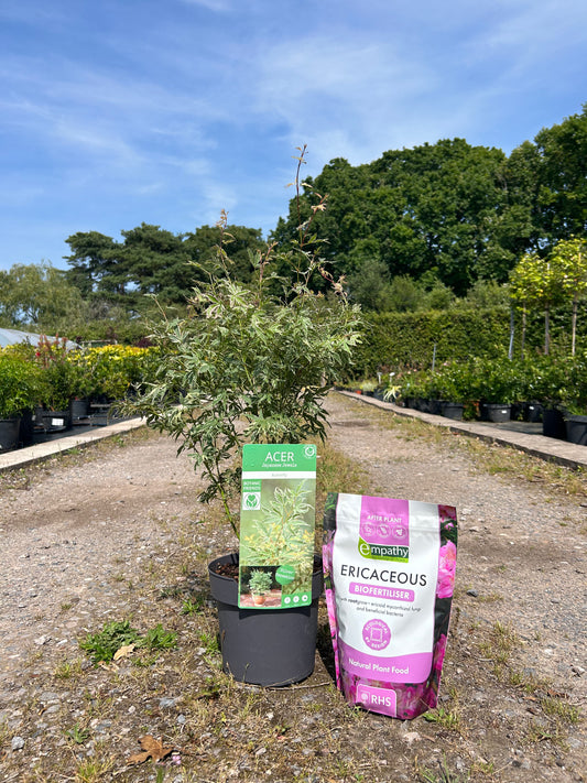 Acer Palmatum 'Butterfly' 60-80cm 3L - Buy Plants Online at Web Garden Centre
