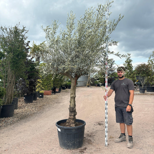 Gnarled Olive Tree 300 - 310cm height in Pot C4 - Buy Plants Online at Web Garden Centre