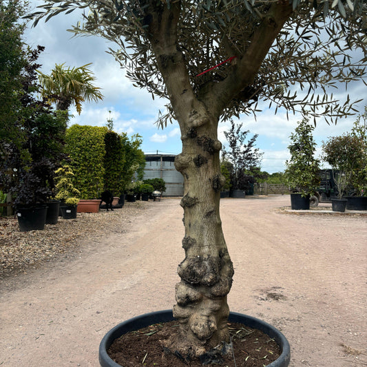 Gnarled Olive Tree 280 - 310cm height in Pot C5 - Buy Plants Online at Web Garden Centre
