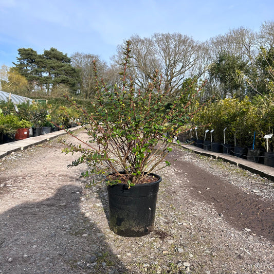 Escallonia 'Apple Blossom' 80cm 10L