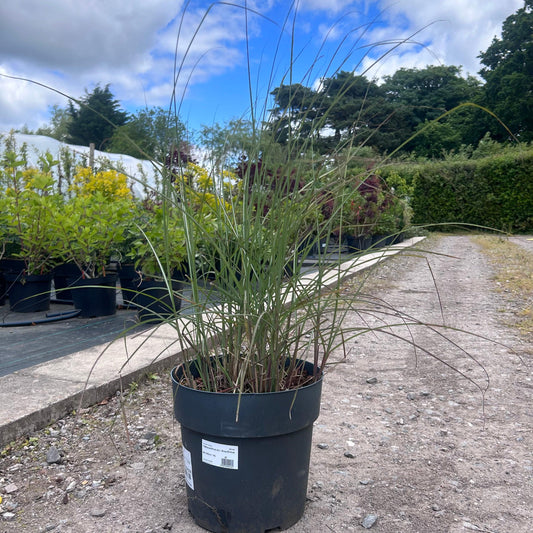 Miscanthus Sinensis 'Gracillimus' 10L - Buy Plants Online at Web Garden Centre