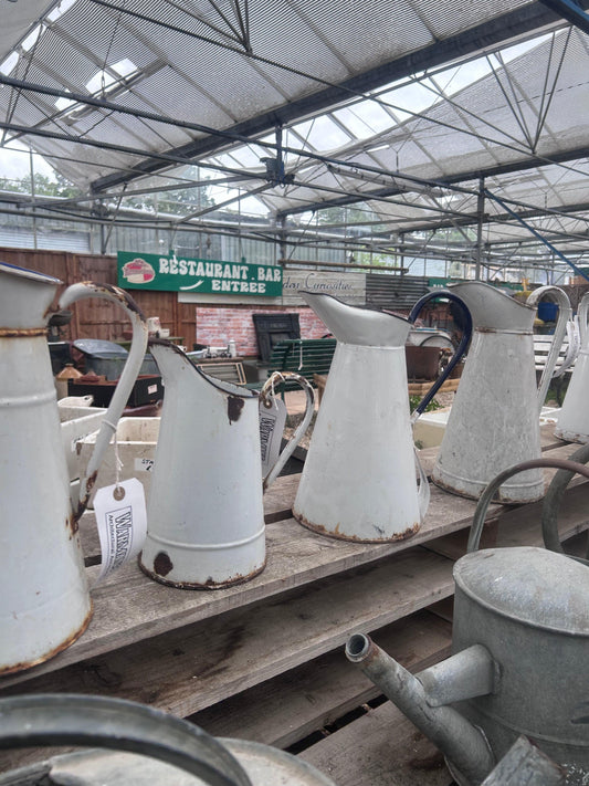Antique Enamel Jugs - Buy Plants Online at Web Garden Centre