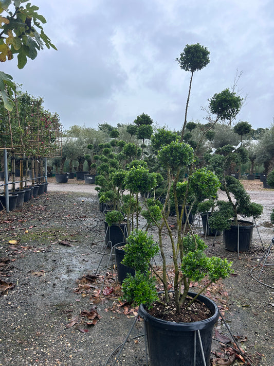 Ilex Crenata Pom Pom Tree - Buy Plants Online at Web Garden Centre