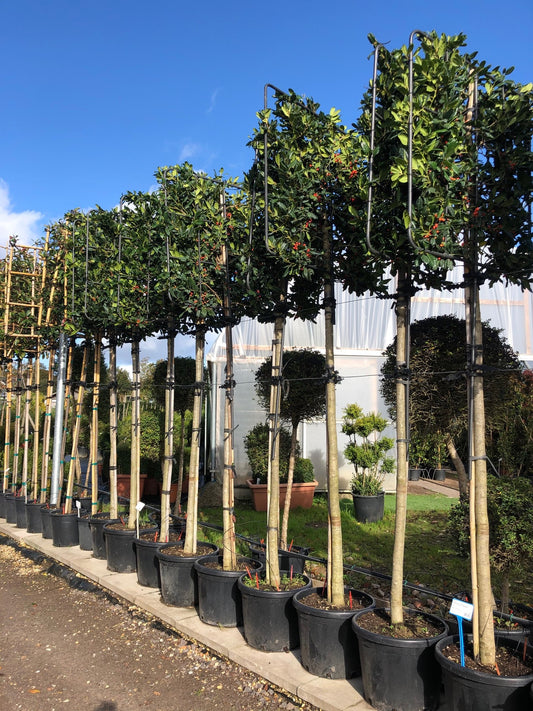 Ilex Nellie Stevens Pleached Tree - Buy Plants Online at Web Garden Centre