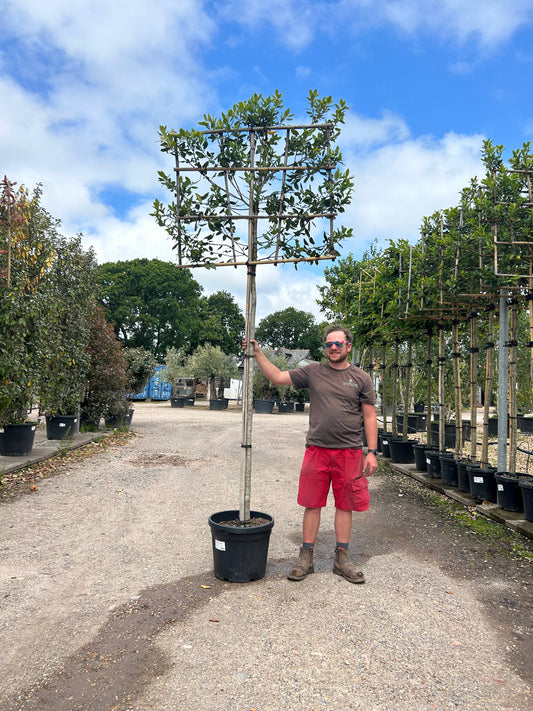 Ilex Nellie Stevens Pleached Tree - Buy Plants Online at Web Garden Centre