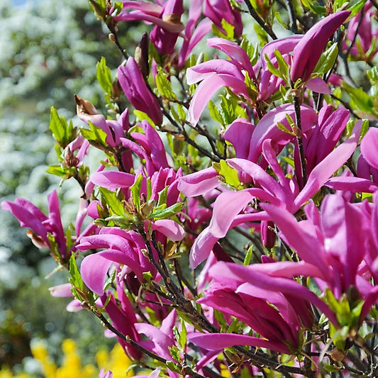 Magnolia Tree Betty 100-120cm 3L - Buy Plants Online at Web Garden Centre