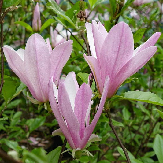 Magnolia Tree George Henry Kern 80-100cm 3L - Buy Plants Online at Web Garden Centre