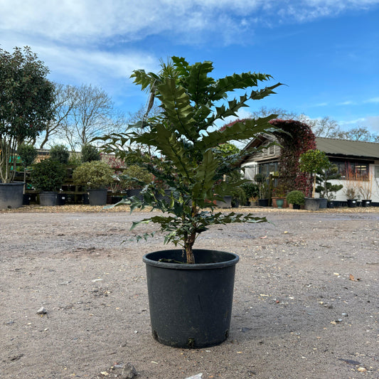 Mahonia x media Charity 80cm 12L - Buy Plants Online at Web Garden Centre