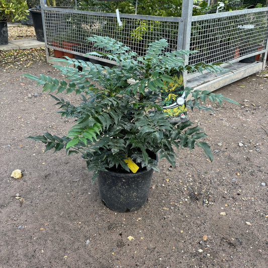 Mahonia x media Charity 80cm 12L - Buy Plants Online at Web Garden Centre