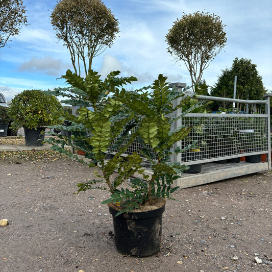 Mahonia x media Winter Sun 100cm 10L - Buy Plants Online from  Web Garden Centre - Just £55! 