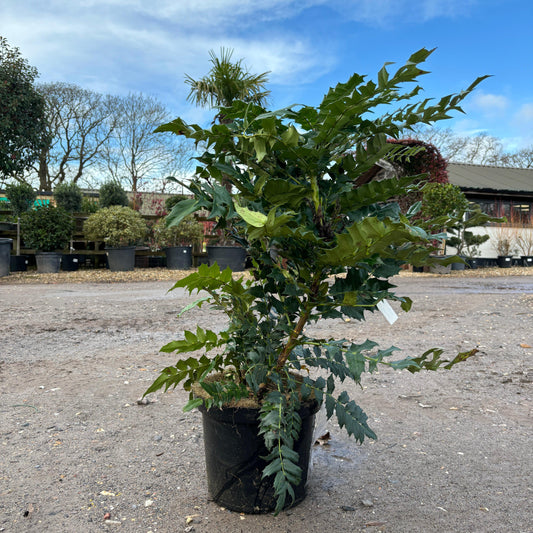 Mahonia x media Winter Sun 100cm 10L - Buy Plants Online at Web Garden Centre