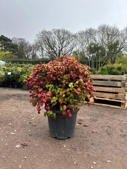 Nandina Domestica 'Fire Power' Ball - Buy Plants Online from  Web Garden Centre - Just £65!