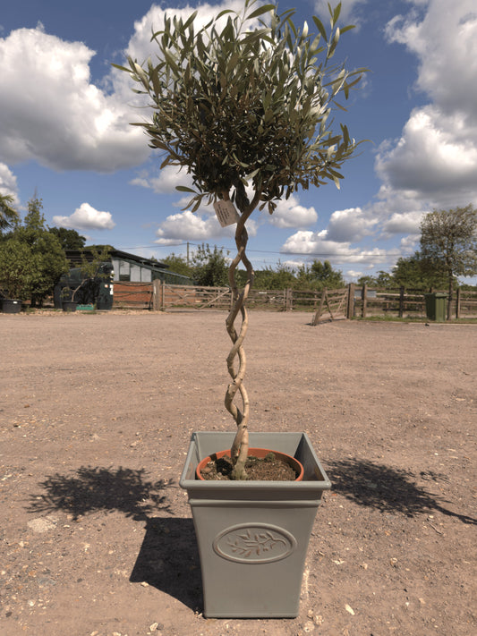 Double Spiral Olive Trees - Buy Plants Online at Web Garden Centre