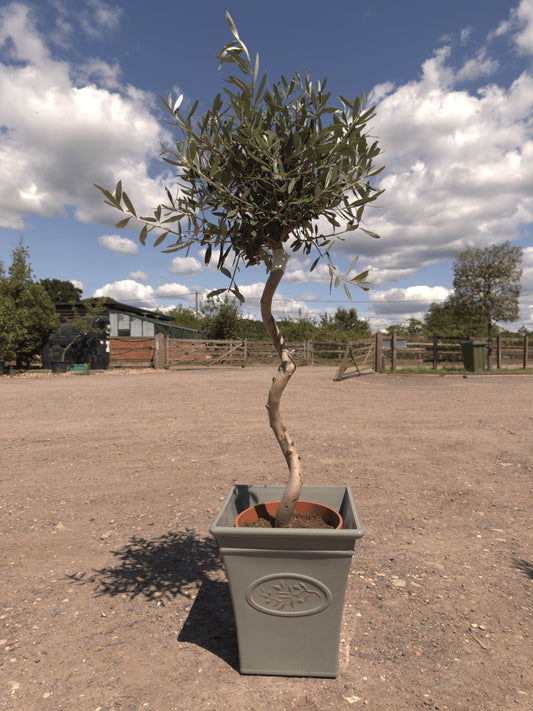 Spiral Olive Trees - Buy Plants Online at Web Garden Centre