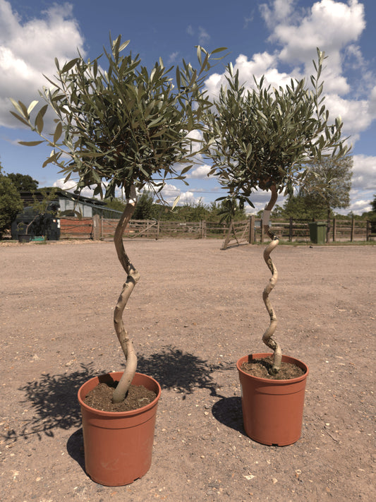 Spiral Olive Trees - Buy Plants Online at Web Garden Centre