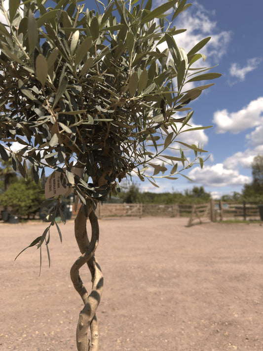 Double Spiral Olive Trees - Buy Plants Online at Web Garden Centre