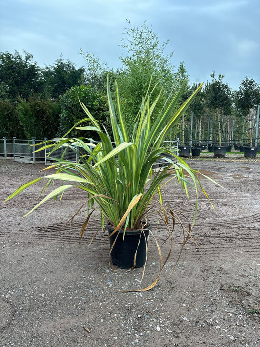 Phormium 'Yellow Wave' 120-130cm 20L - Buy Plants Online from  Web Garden Centre - Just £100!