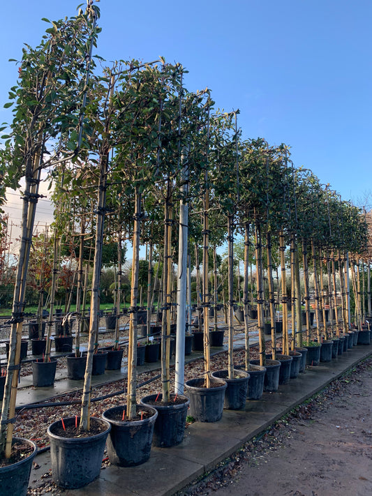 Photinia Red Robin Pleached Tree - Buy Plants Online at Web Garden Centre