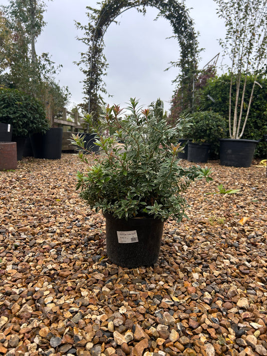Pieris jap. 'Little Heath' 50-60cm 5L - Buy Plants Online at Web Garden Centre