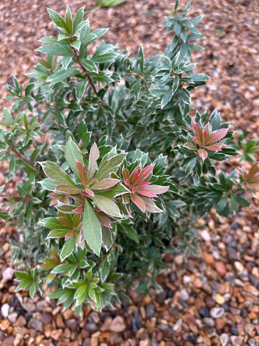 Pieris jap. 'Little Heath' 50-60cm 5L - Buy Plants Online at Web Garden Centre