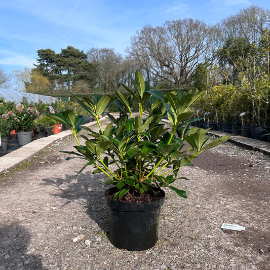Rhododendron 'Cunningham's White' 70cm 7.5L - Buy Plants Online from  Web Garden Centre - Just £45! 