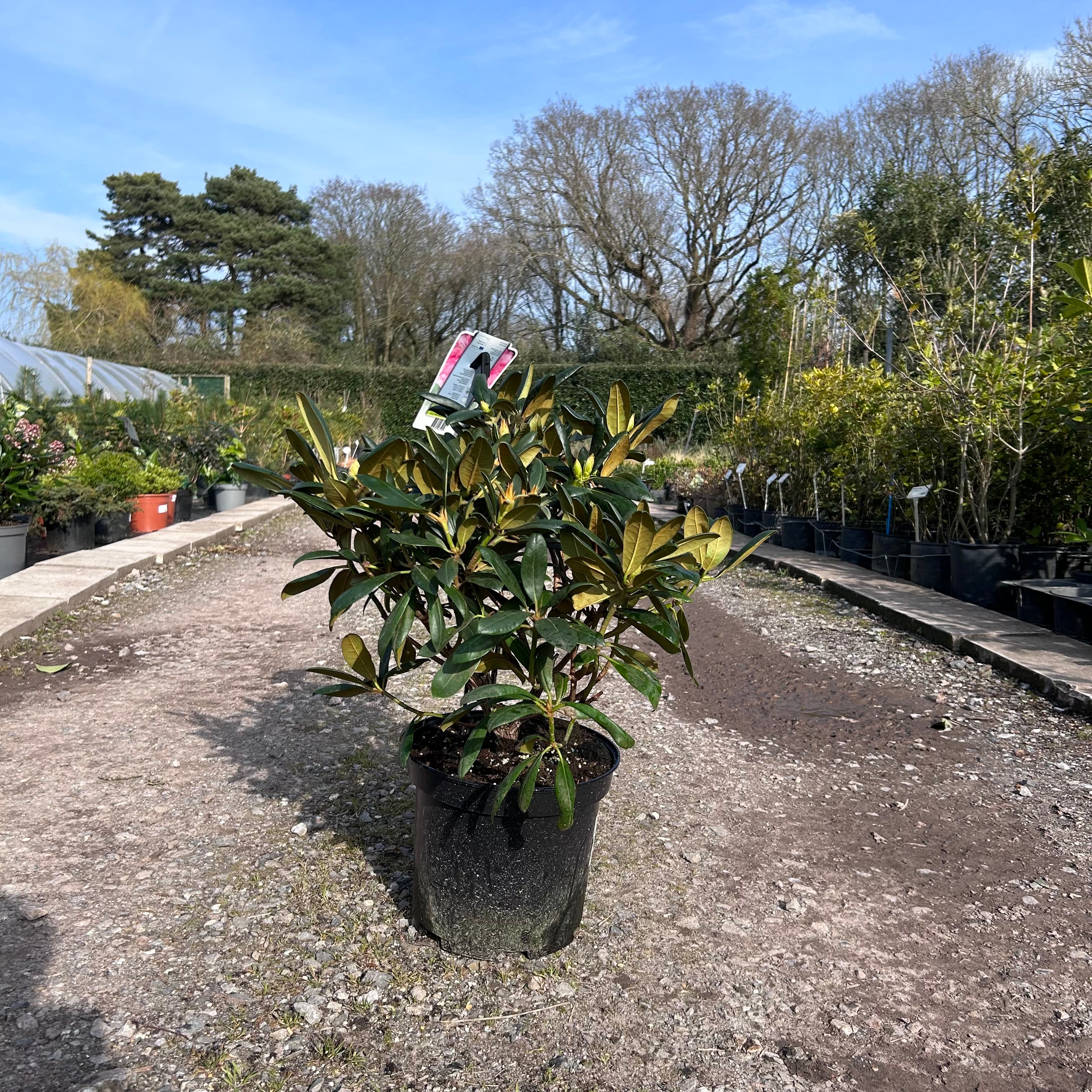 Rhododendron 'Kalinka' 70cm 7.5L - Buy Plants Online from  Web Garden Centre - Just £45! 