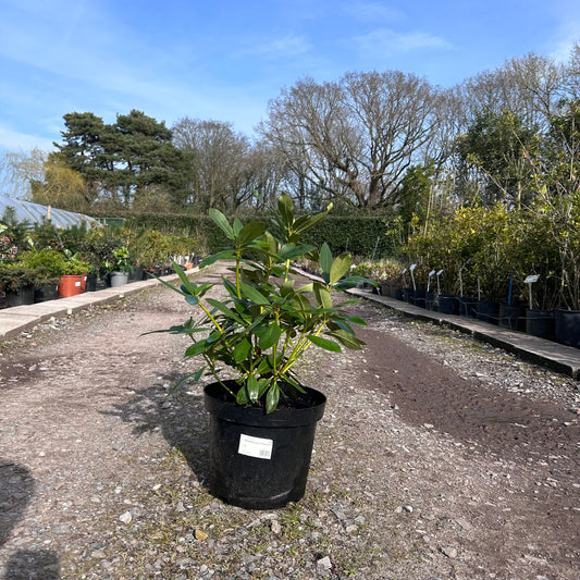 Rhododendron 'Polar Nacht' 60cm 7.5L - Buy Plants Online from  Web Garden Centre - Just £45! 