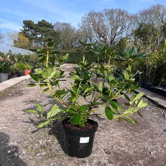 Rhododendron 'Roseum Elegans' 90cm 7.5L - Buy Plants Online from  Web Garden Centre - Just £45! 