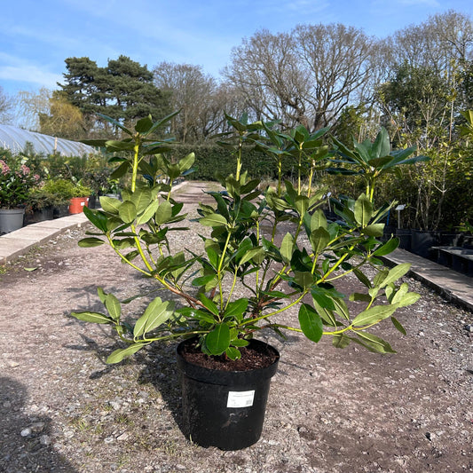 Rhododendron 'Roseum Elegans' 90cm 7.5L - Buy Plants Online at Web Garden Centre