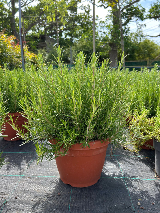 Rosemary - Buy Plants Online at Web Garden Centre