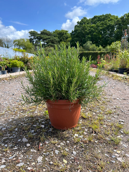 Rosemary - Buy Plants Online at Web Garden Centre