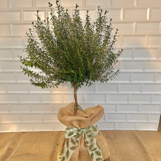 Mini Myrtle Christmas Gift - Buy Plants Online at Web Garden Centre