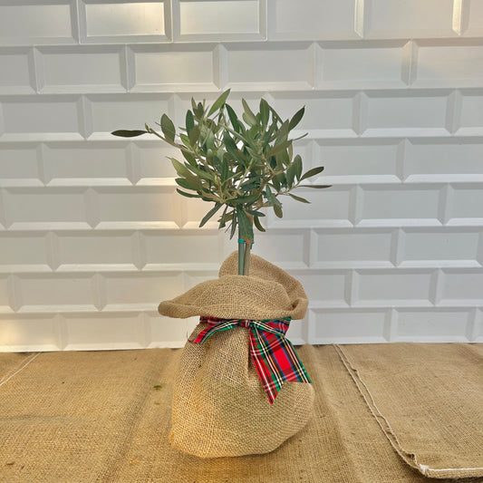 Olive Tree Christmas Gift