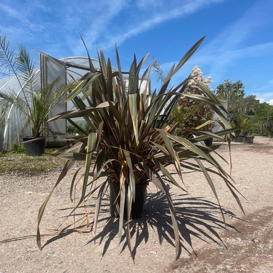 Phormium Tenax Sundowner 180cm 30L - Buy Plants Online at Web Garden Centre