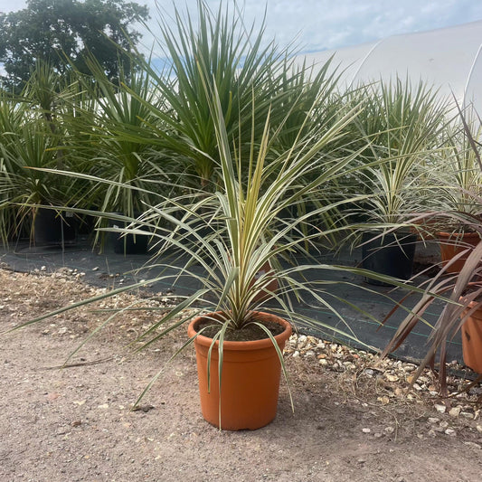 Cordyline Australis 'Torbay Dazzler' 70-90cm 7L - Buy Plants Online at Web Garden Centre