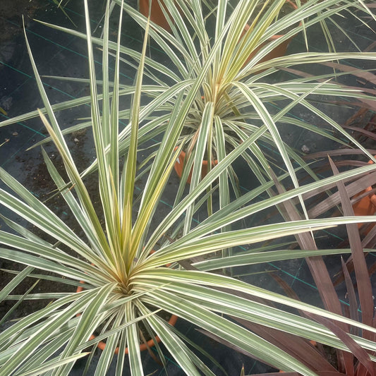 Cordyline Australis 'Torbay Dazzler' 70-90cm 7L - Buy Plants Online at Web Garden Centre