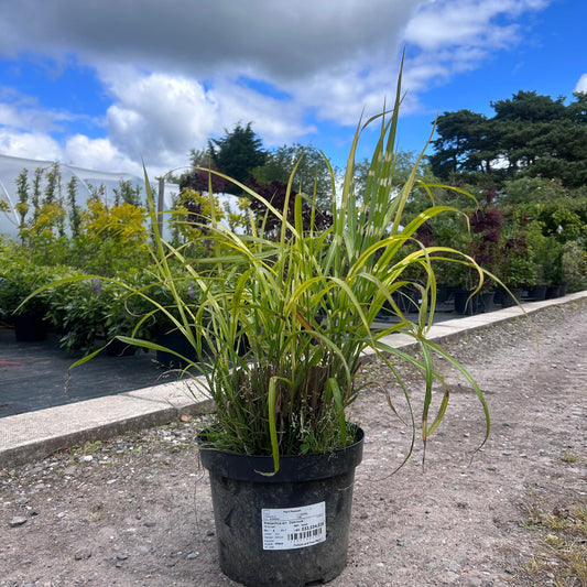 Miscanthus Sinensis 'Zebrinus' 10L - Buy Plants Online at Web Garden Centre
