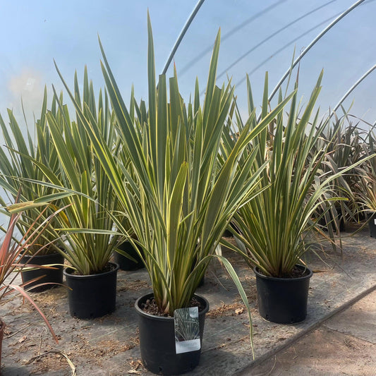 Phormium tenax 'Variegatum' 120cm 15L - Buy Plants Online at Web Garden Centre