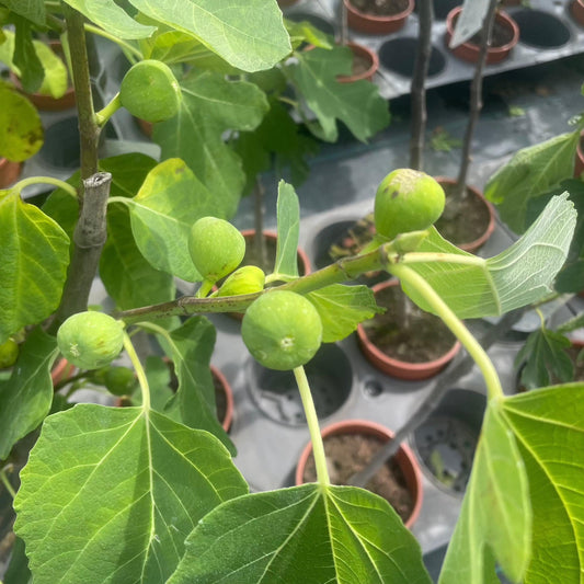 Fig Tree 120-130cm 7L - Buy Plants Online at Web Garden Centre