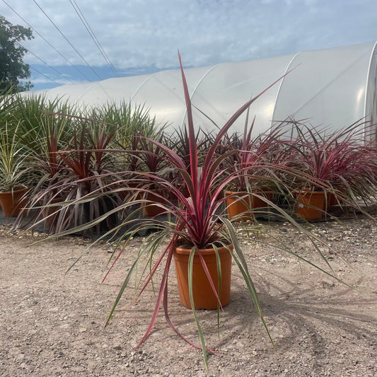 Cordyline Australis 'Pink Passion' 80-100cm 7L - Buy Plants Online at Web Garden Centre