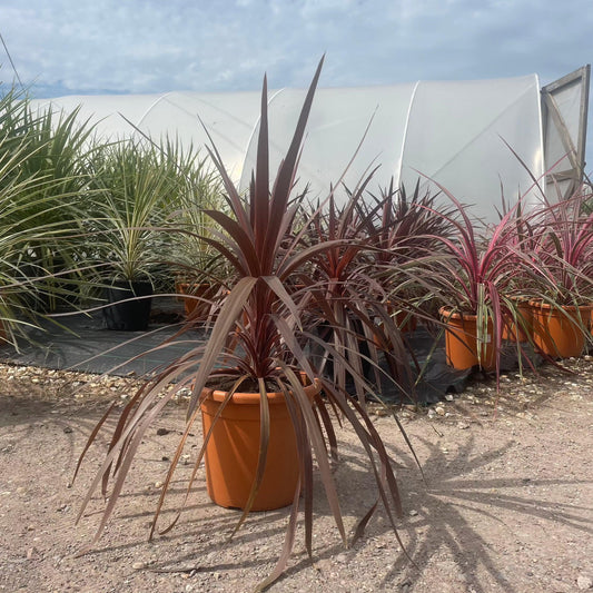 Cordyline Australis Red Star 80-100cm 7L - Buy Plants Online at Web Garden Centre