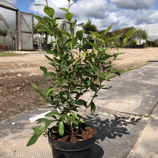 Pink Blueberry-Buy Plants Online