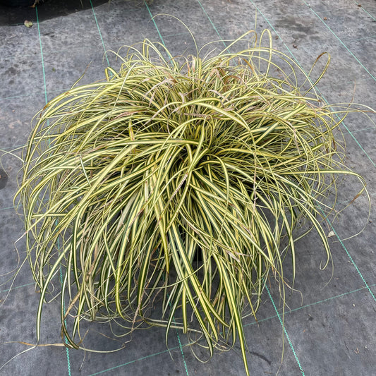 Carex 'Everglow' 40-60cm 7.5L - Buy Plants Online from  Web Garden Centre - Just £35.50! 