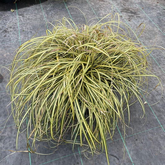 Carex 'Everglow' 40-60cm 7.5L - Buy Plants Online at Web Garden Centre
