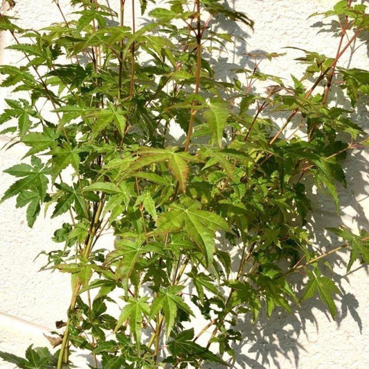 Acer Palmatum Bi Hoo  60-80cm 3L - Buy Plants Online at Web Garden Centre
