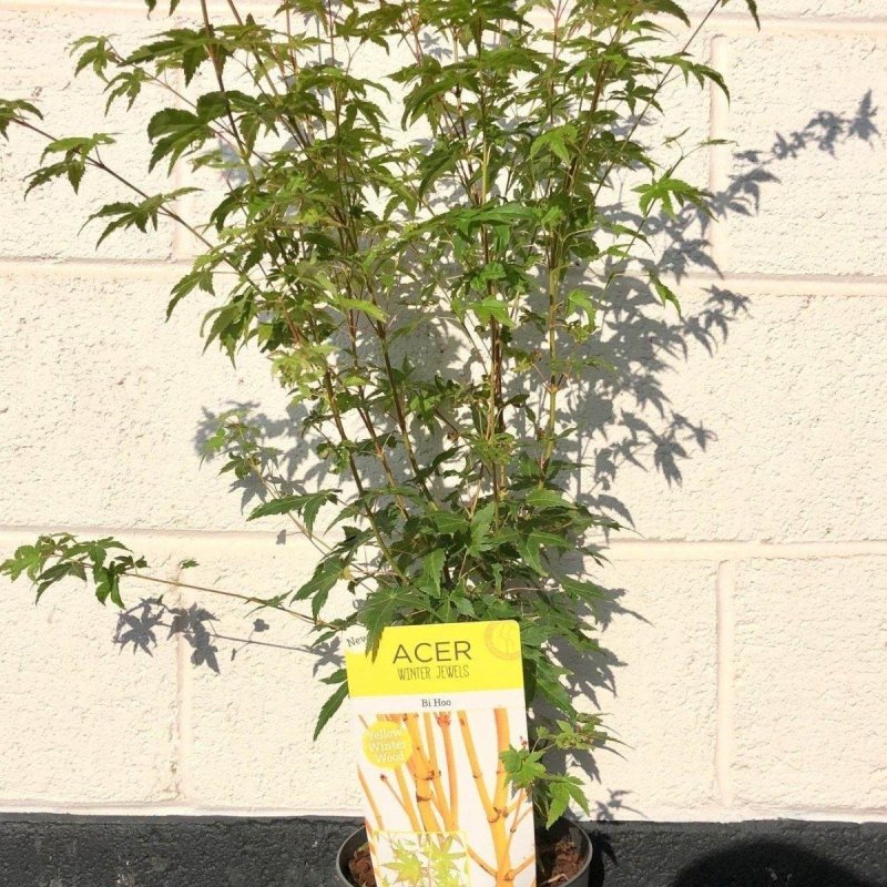 Acer Palmatum Bi Hoo  60-80cm 3L - Buy Plants Online from  Web Garden Centre - Just £27.50! 