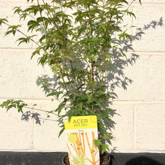 Acer Palmatum Bi Hoo  60-80cm 3L - Buy Plants Online from  Web Garden Centre - Just £27.50! 